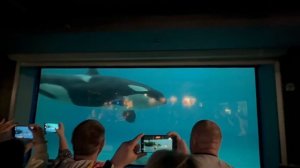 Русалка в Москвариуме😳