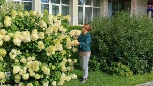 Лайм Лайт и его реальный размер 🔥