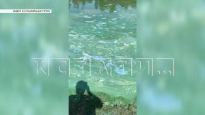 Вода в Волге в районе Лыскова превратилась в мутную зеленую субстанцию с неприятным запахом