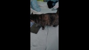 Сёма и Марсель 28 серия