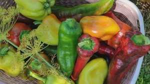 Вести с полей серия 15\\ пришло время собирать.....