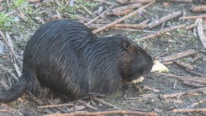 Пантерная нутрия стала отцом 10 детей!