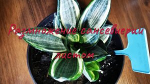 Размножение сансевиерии, листом #комантныерастения #сансевиерия #разножениесансевиерии #цветы #лето