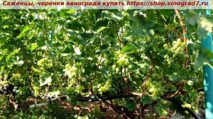 Виноград 3.08.2025 года- Ланселот. Размягчилась ягода, к концу меняца он будет готов.