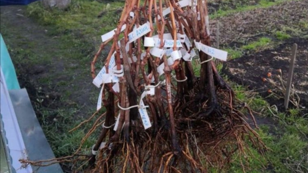 Школка с саженцами винограда 16.10.2024г. смотреть онлайн