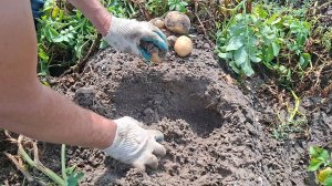 Дневник Агронома № 39