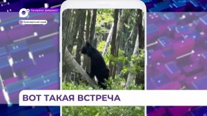 Грибники повстречали медведя недалеко от Владивостока