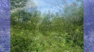 СНТ Звездочка