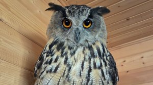 Запись стрима с ютуба от 5 августа 2025г. Тестируем новый телефон, гуляем, общаемся