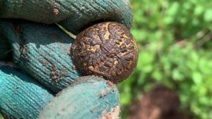 С камрадом по хуторам! Нашли не копаный фундамент в лесной чаще.