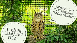 Сова Ёль слушает мои впечатления о самых верных подписчиках