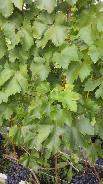 Виноград Атос на 01.09.2024г. Сибирь. г. Томск смотреть онлайн