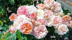 Обзор моей розы Чиппендейл (Chippendale).