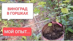 Виноград в горшках. Мой опыт.