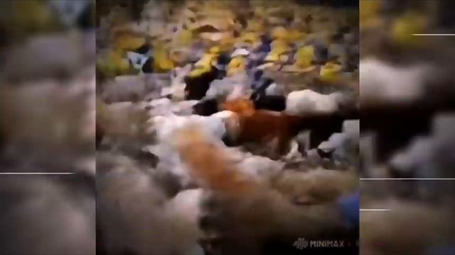 моя собака﹥=]😎😎😎😎😎😎😎😎 смотреть онлайн