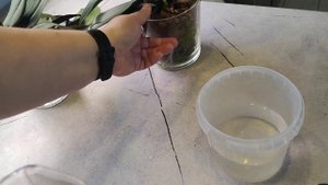 #120 ОрхоVLOG временное размещение верхушек.Полив для цветения. Надрезать лист,чтобы не закрылась ТР