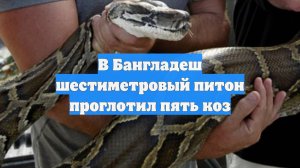 В Бангладеш шестиметровый питон проглотил пять коз