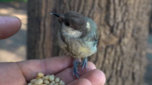 Дикая, но ручная синица
