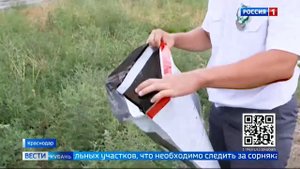 Масштабная борьба с амброзией идет в регионе