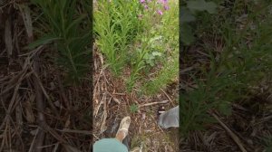 Я веду своих друзей на заброшку 🤯