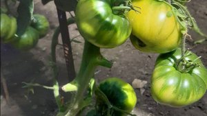 ТОМАТ АПЕЛЬСИНОВОЕ МАНГО - ВКУС ВОСТОРГ. СОРТ ОТ СОФИИ СААКОВОЙ