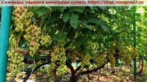 Виноград Розалинда. 3 августа 2025 года, окрашивается, сахар набрала, кислота снижается.