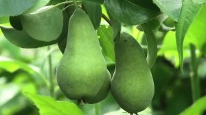 2-5 08 25г на даче,уборка чеснока