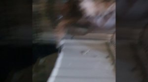 подарила Ути бумажного хомяка