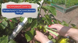 ПАСЫНКОВАНИЕ ПЕРЦА  ПОШАГОВО - ПУТЬ К РАННЕМУ УРОЖАЮ!