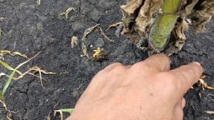 допресовываю ячменную солому, заразиха на подсолнечнике