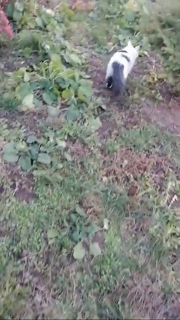 Кот влюбился