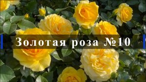 Золотая роза № 10.