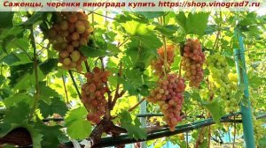 Виноград 3.08.2025 года- Дынька. Практически она готова. Мускат есть, сахар есть.