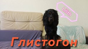 Глистогоним собаку правильно