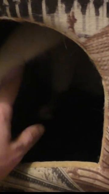 Кот в домике