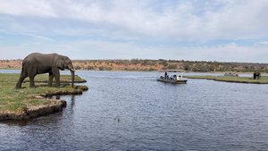 Ботсвана.Нацпарк Чобе.Купание слоненка.