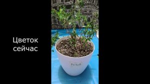 Розовеющий 18