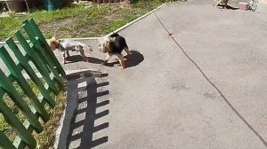 Гуляют все!