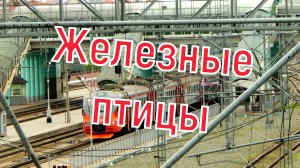 Железнодорожные птицы Поезда