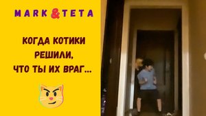Когда котики решили, что идёт враг😼