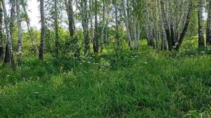 Берёзовая роща