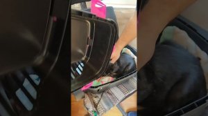 Спасение и помощь кошке со вспоротым животиком