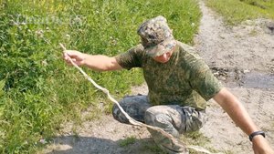Нашли змеиную кожу, а затем и змей... Полоз Шренке.