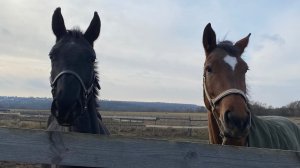 Молодые лошади🐴 напрыгивание🏇 работа💪 старательные малыши 😇 2 и 3 года👼