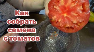 Берем семена с томатов и других овощей