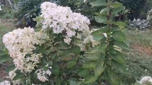 Как выглядит гортензия если за ней не ухаживать😰