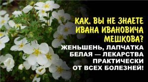Выращивайте ценное лекарственное растение по биотехнологии АС-35. Профи Альфия