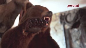 Трофейный дом Сергея Назаркина. Часть 1