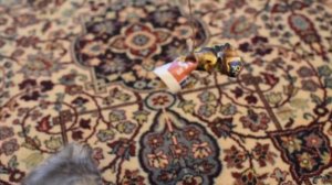 Макс первое видео декабрь 2017