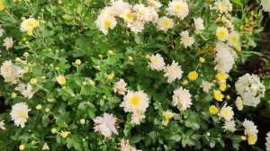 3 сотки, а есть все как в Греции)